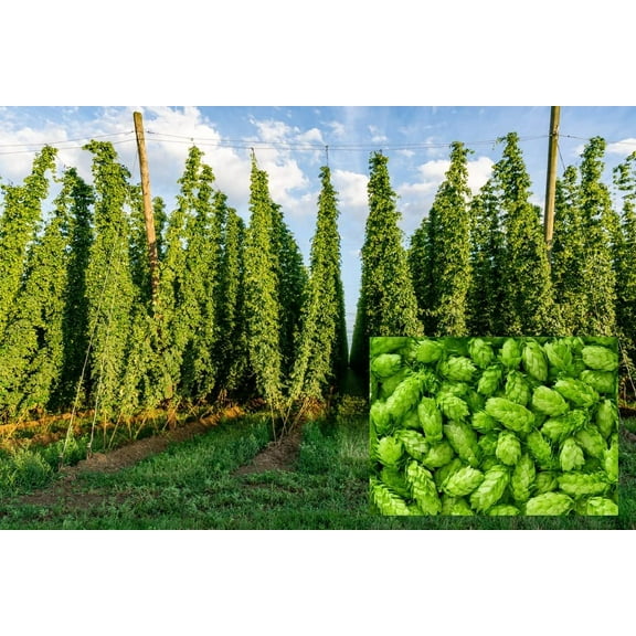 Common Hops Seeds for Planting - 30 Seeds - Beer Hops, Humulus lupulus -Ships from Iowa, USA
