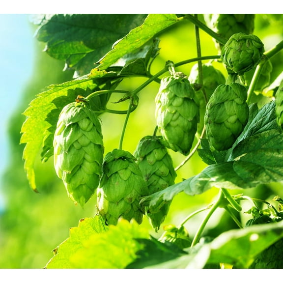 Common Hops Seeds for Planting - 30 Seeds - Beer Hops, Humulus lupulus