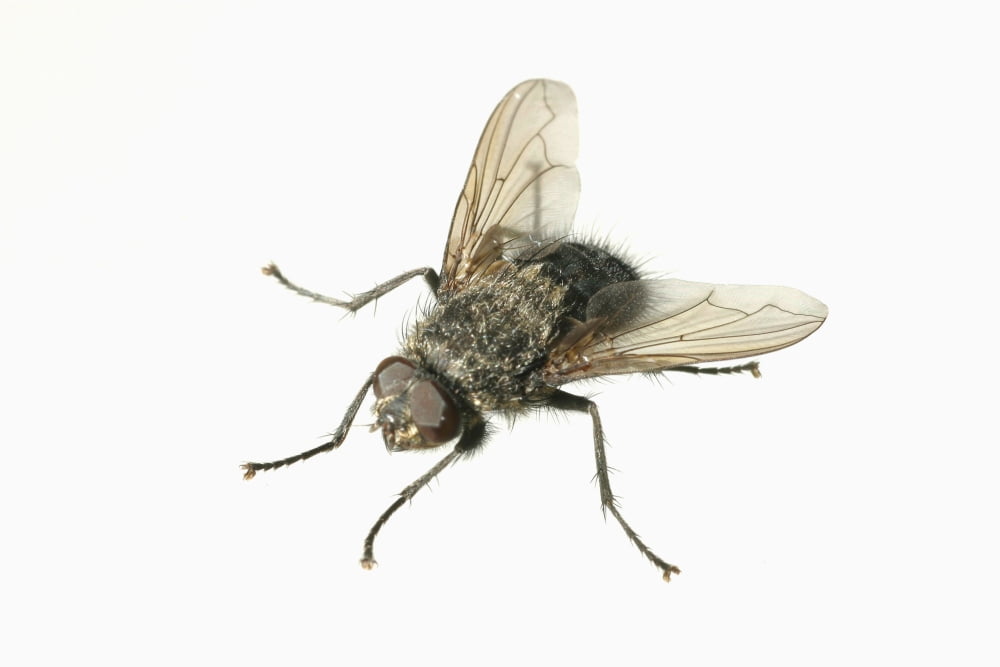 Common House Fly Macro Photo On White Alaska Canvas Art - John Delapp Design Pics (19 x 12)