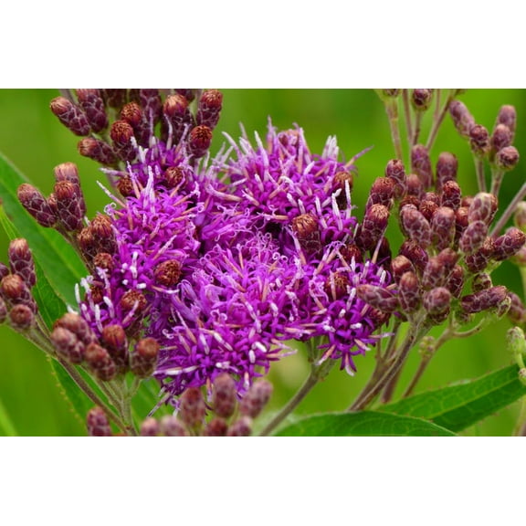 Common Ironweed Vernonia fasciculata Meadow Wildflowers Premium Seeds for Planting