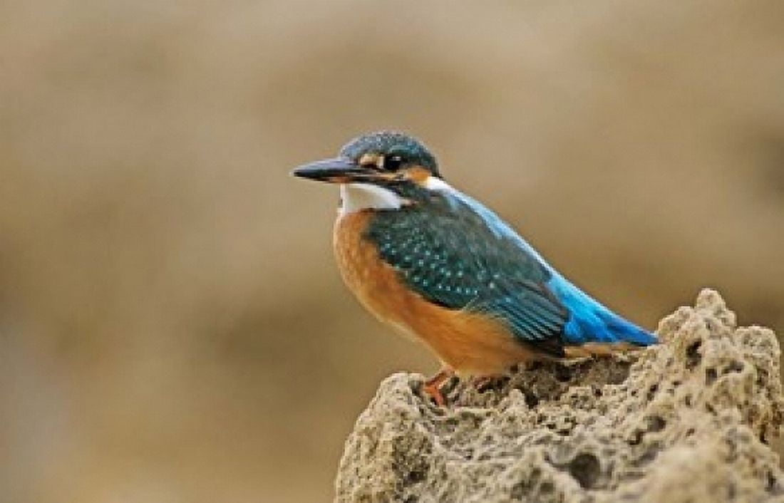 Common Kingfisher bird Cliff Cyprus Canvas Art - Rolf Nussbaumer DanitaDelimont (18 x 12)