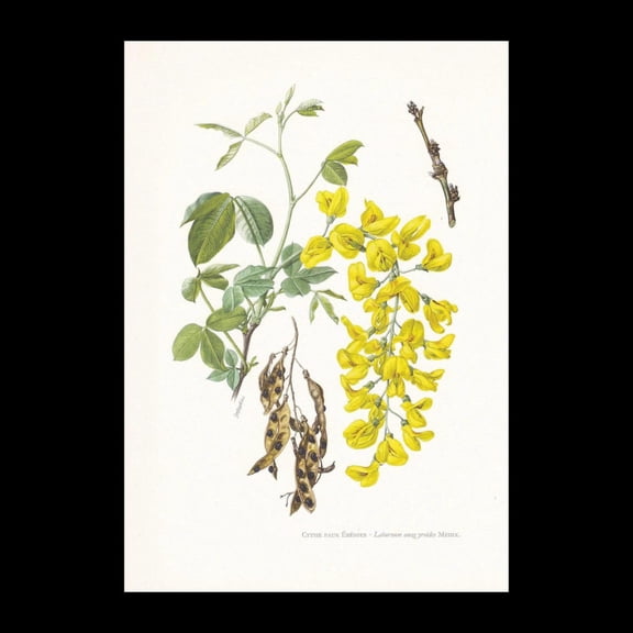 Common Laburnum Botanical Print, Unframed Paper Poster 8x10in