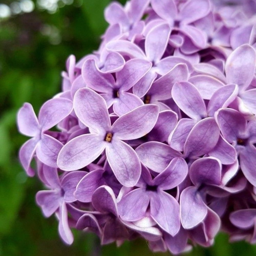 Common Lilac Live Plant, Dormant Tree, Common Lilac Bush 8 Inches Tall,  Outdoor Garden, 4 Inches Pot - Walmart.com