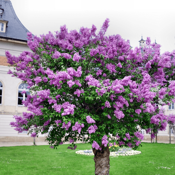 Common Lilac Tree Live Plant, Purple Lilac Flower Plant, Outdoor Growing 6-9 Inches, No Ship HI, AK, PR