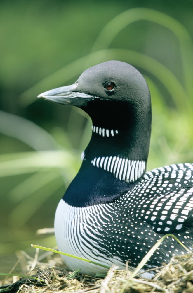 Common Loon La Mauricie National Park Quebec Canvas Art - Philippe Henry Design Pics (22 x 34)