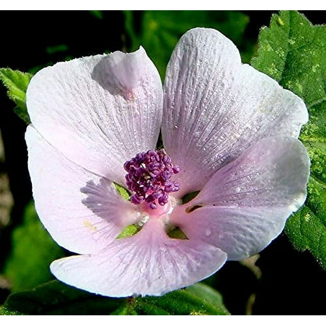 Common Marshmallow Plant Althaea DHF10 officinalis Seeds for Planting