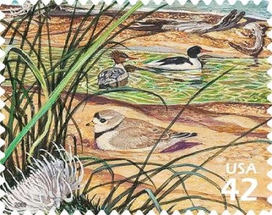 Common Merganser Canvas Art - US POSTAL SERVICE (24 x 30)