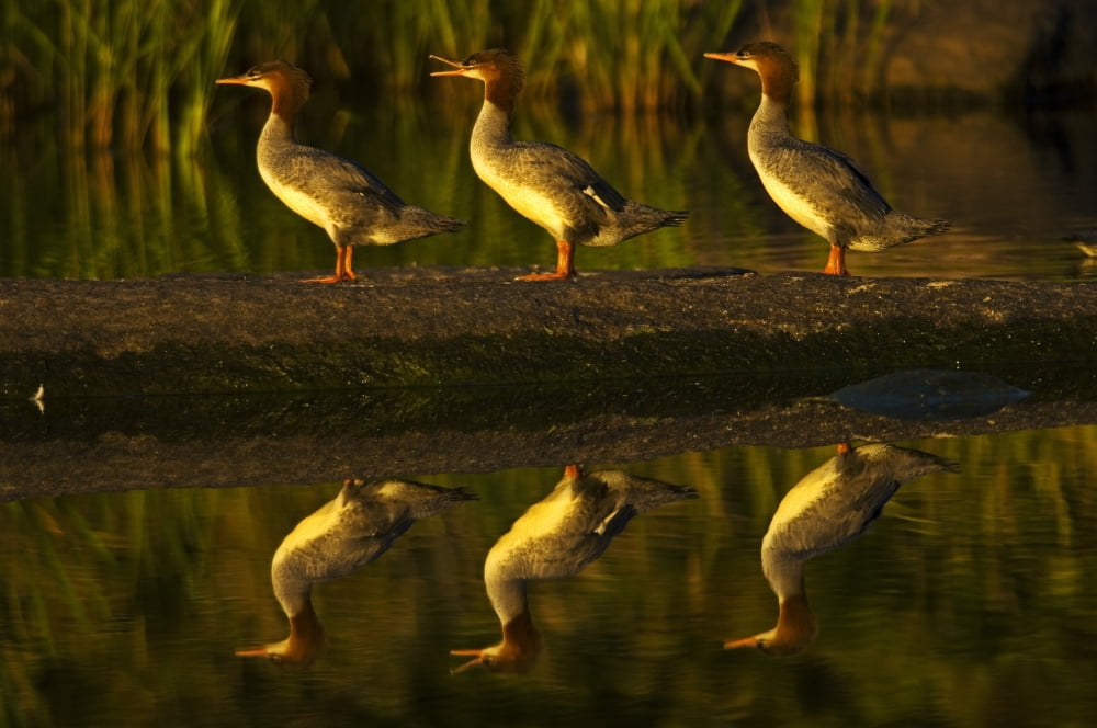 Common Mergansers On Rock Reflecting In Water At Sunset Whiteshell Provincial Park Manitoba Canvas Art - Mike Grandmaison Design Pics (36 x 24)