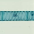 thumbnail image 1 of Common Microorganisms Microscope Slide Set, 1 of 1