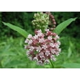 thumbnail image 1 of Common Milkweed - 20 Seeds - Asclepias Syriaca, 1 of 1
