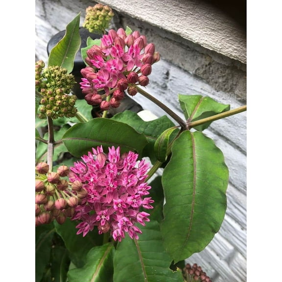 Common Milkweed Native Seeds for Planting (100 Seeds) - Asclepias syriaca - Great for Butterrfly