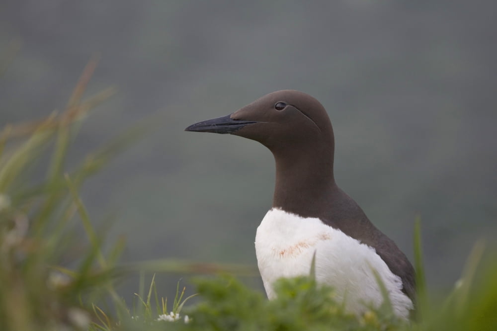 Common Murre On Saint Paul Island Pribilof Islands Bering Sea Southwest Alaska Canvas Art - Milo Burcham Design Pics (36 x 24)