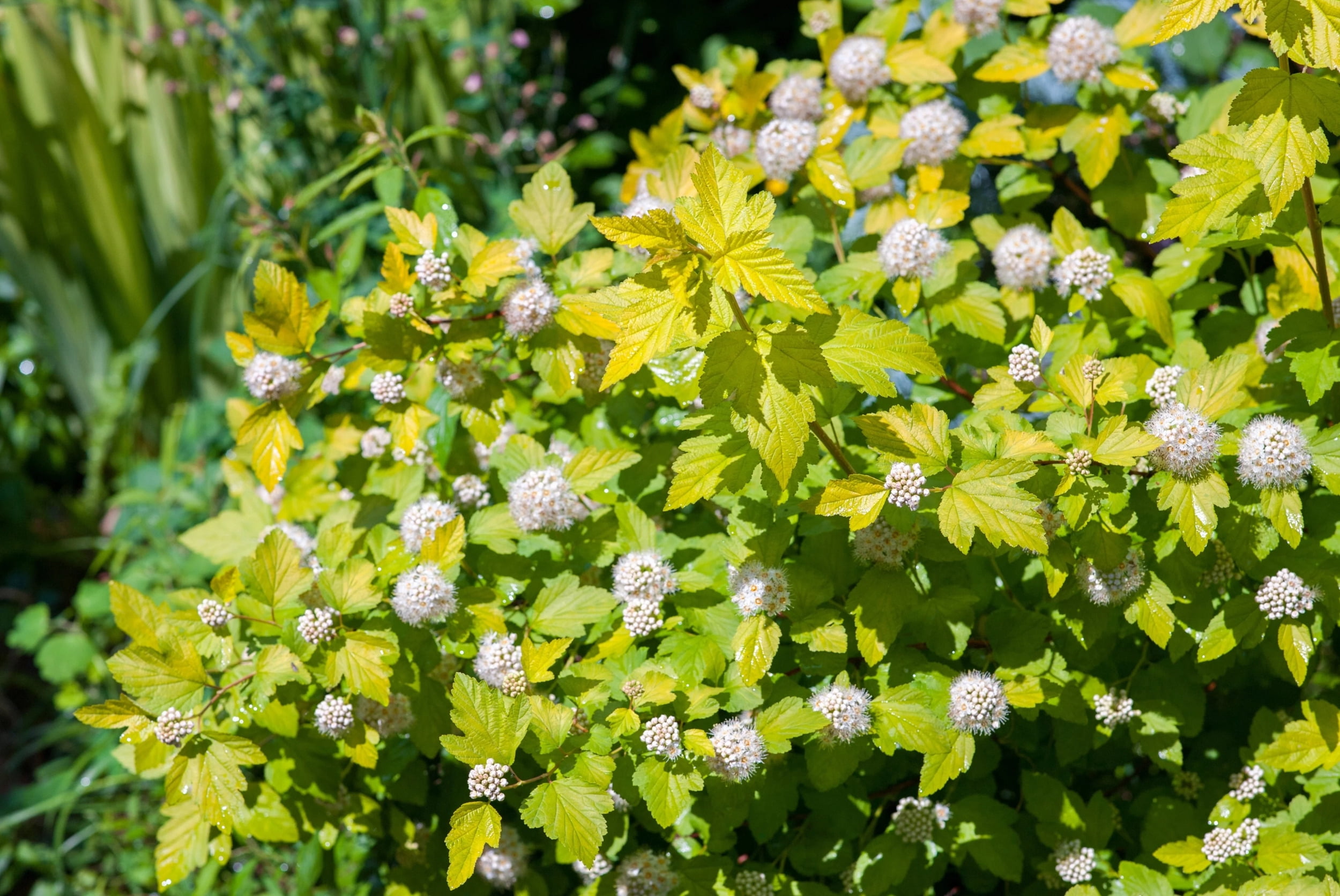 Common Ninebark - Walmart.com