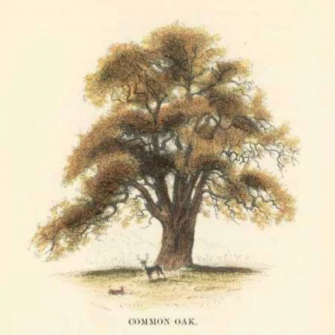 Common Oak Canvas Art - Samuel Williams (24 x 24)