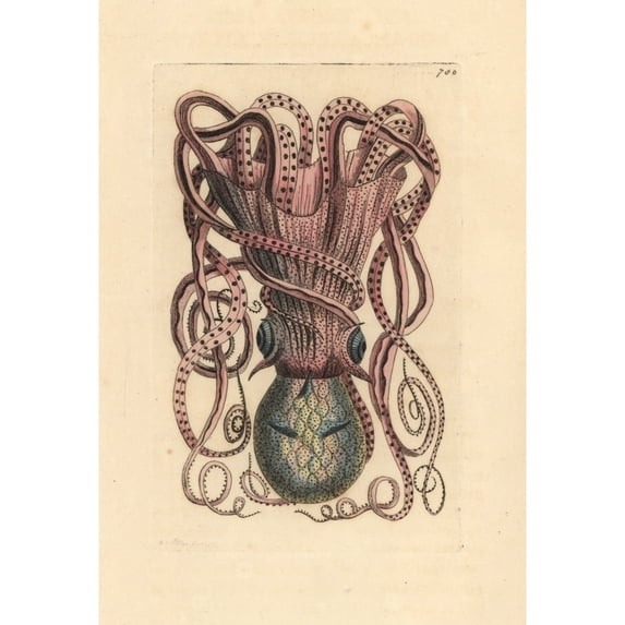 Common Octopus, Octopus Vulgaris Poster Print By ® Florilegius Mary Evans (18 X 24)