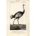 thumbnail image 1 of Common Ostrich, Struthio Camelus, With Foota Poster Print By ® Florilegius Mary Evans (18 X 24), 1 of 3