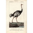 thumbnail image 1 of Common Ostrich, Struthio Camelus, With Foota Poster Print By ® Florilegius Mary Evans (24 X 36), 1 of 3