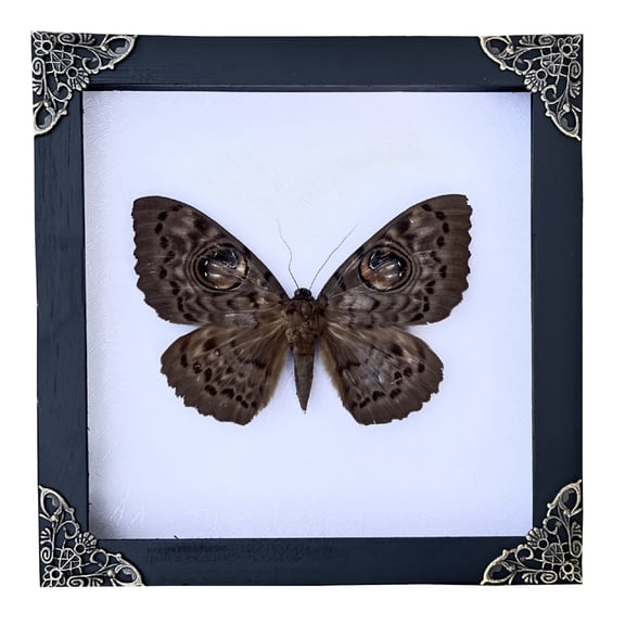 Common Owl Moth Butterfly Display Real Frame Shadow Box Wall Decor Curiosity Cabinet Insect Art Home Decoration Nature Lover Gift For Women Desk Or Wall Display K18-19-TR