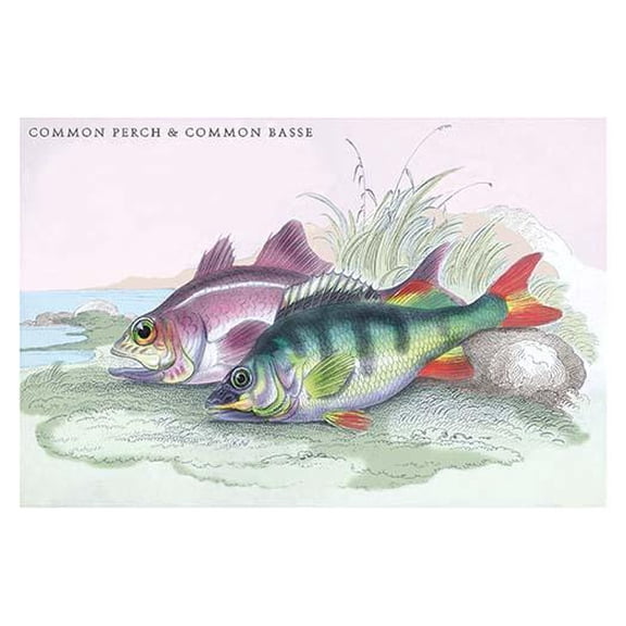Common Perch and Common Bass-Fine Art Canvas Print (20" x 30")