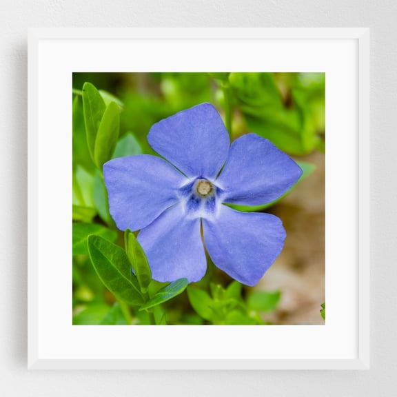 Common Periwinkle in Bloom in Pennsylvania - Pennsylvania Photography Flowers Floral Botanical Garden Nature Scenic Pastel White Framed Wall Art Print 20 x 20 inches