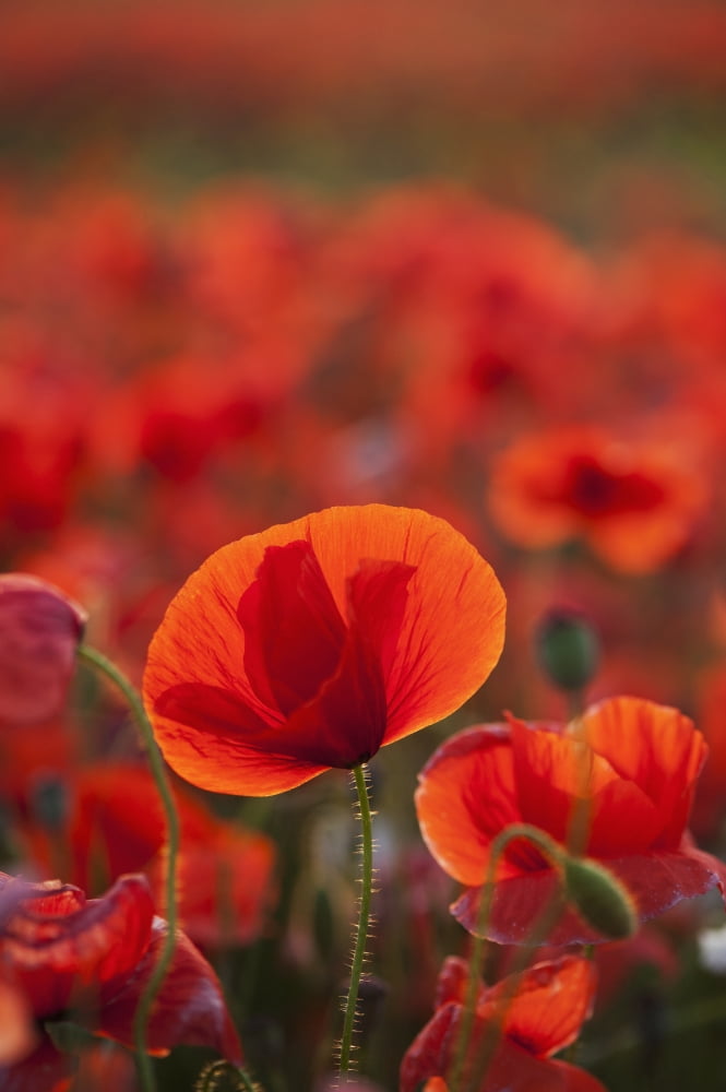 Common Poppy (Papaver rhoeas) covering an arable field North Yorkshire England Canvas Art - Wayne Hutchinson Design Pics (12 x 19)