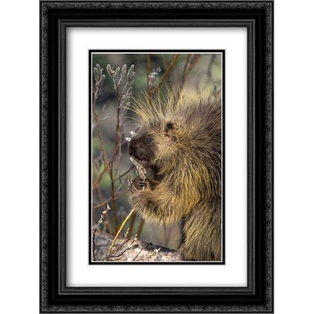 Common Porcupine feeding on Pussywillow, spring, Alaska 2x Matted 18x24 Black Ornate Framed Art Print by Quinton, Michael
