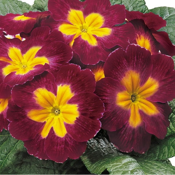Common Primrose Acaulis Danova Burgundy Bicolor Garden Flower Seeds - 50 Seeds
