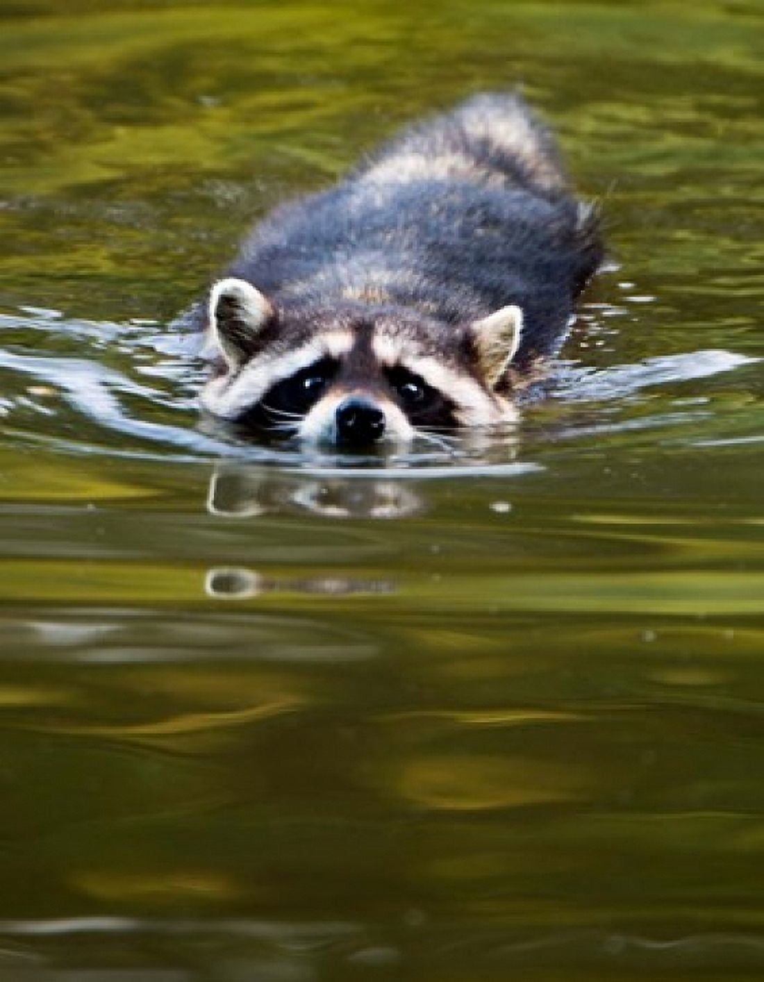 Common Raccoon Stanley Park British Columbia Canvas Art - Paul Colangelo DanitaDelimont (20 x 26)