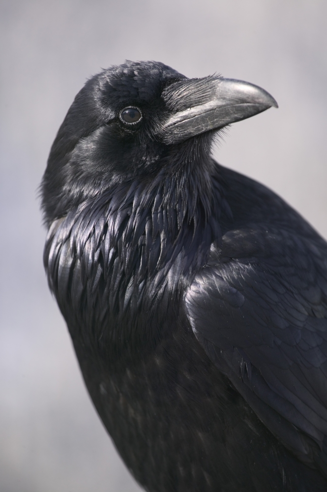 Common Raven Jasper National Park Alberta Canada Canvas Art - Darwin Wiggett Design Pics (11 x 17)