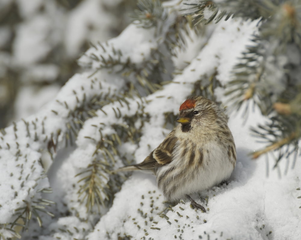 Common Redpoll (Carduelis flammea) in snowy evergreen Warman Saskatchewan Canada Canvas Art - Rebecca Grambo Design Pics (34 x 26)