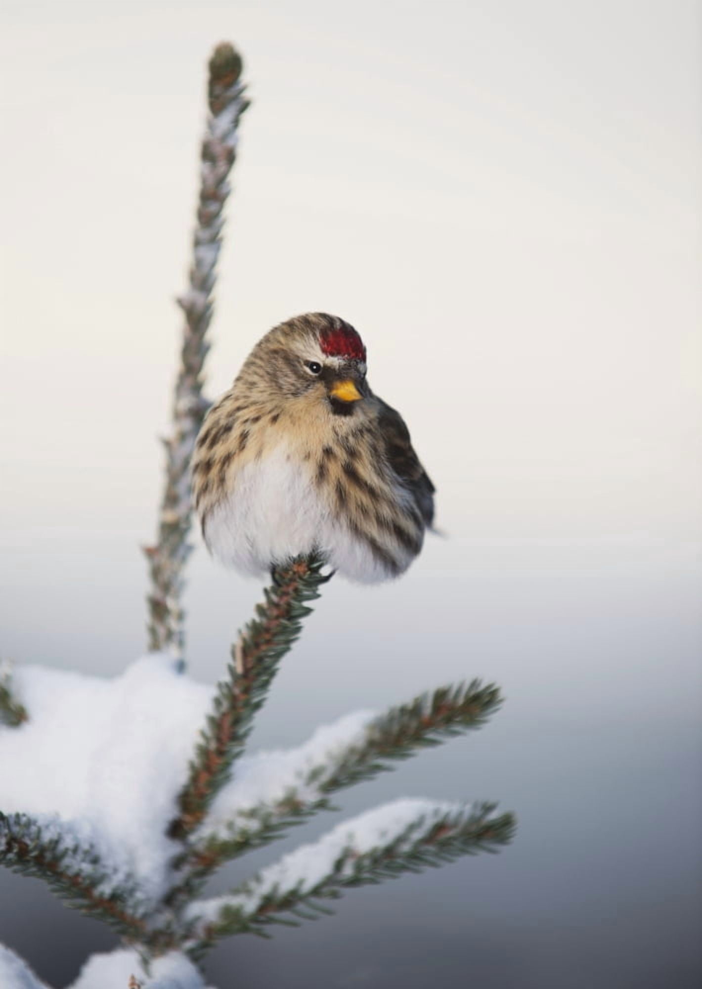 A Common Redpoll (Carduelis flammea) perches atop a snowy spruce tree on a frigid day in Interior Alaska Fairbanks Alaska Canvas Art - Greg Martin Design Pics (26 x 36)