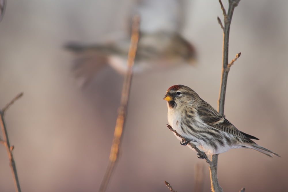 A Common Redpoll (Carduelis flammea) perches on a snowy spruce tree on a cold day in interior Alaska Fairbanks Alaska Canvas Art - Greg Martin Design Pics (19 x 12)