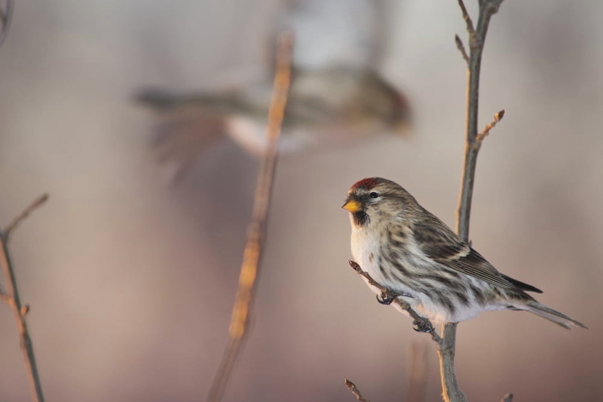 A Common Redpoll (Carduelis flammea) perches on a snowy spruce tree on a cold day in interior Alaska Fairbanks Alaska Canvas Art - Greg Martin Design Pics (38 x 24)
