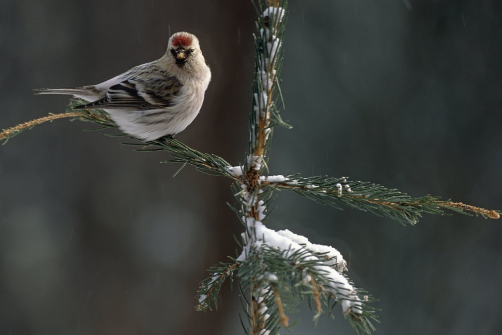 Common Redpolls In Spruce Tree During Snowstorm In Ak Winter Canvas Art - Kenneth Whitten Design Pics (38 x 24)