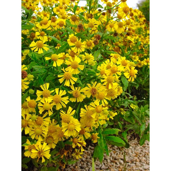 Common Sneezeweed