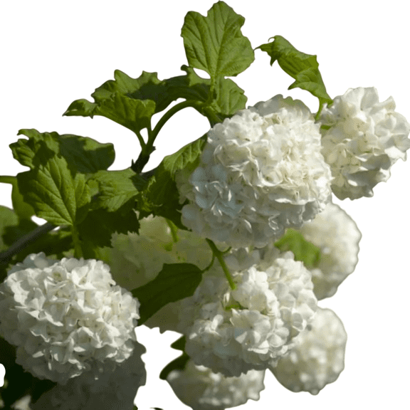 Common Snowball Viburnum Shrub 1 Gallon Bareroot Plant, Eastern Snowball Viburnum, White Spring Blooms