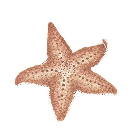 Common Star Fish Wall Stencil - DEE418 by DeeSigns