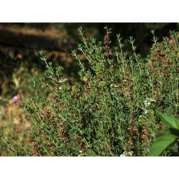 Common Thyme Seeds/ Perennial/ Full Sun/875 Seeds 1/4 Gram/ Zellajake Farm and Garden - B195
