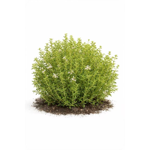 Common Thyme Seeds (Thymus Vulgaris)  3g Pack, 10,000+ Herb Seeds for Culinary Use, Herb Garden, Indoor & Outdoor Growing