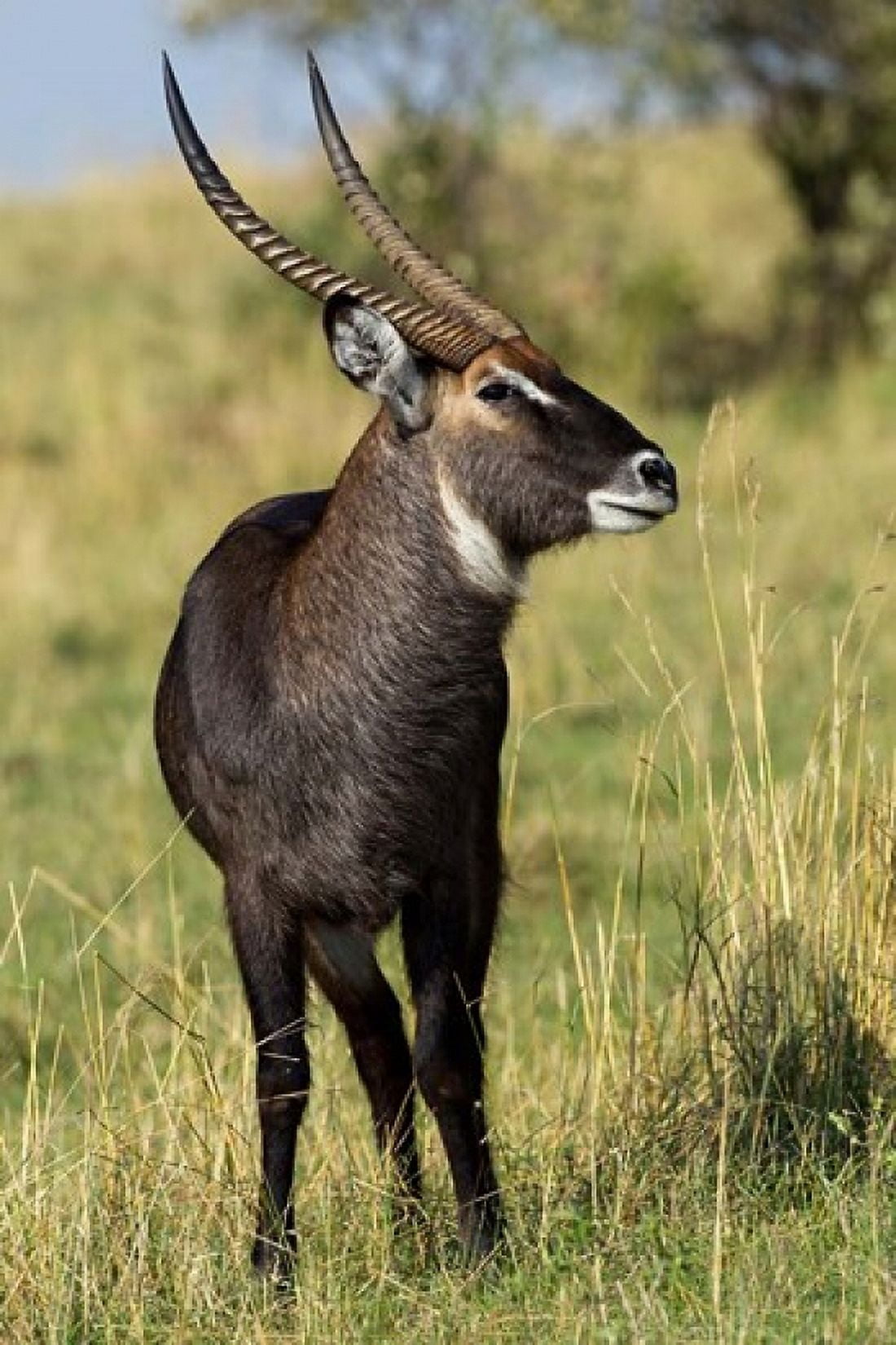 Common Waterbuck wildlife Maasai Mara Kenya Canvas Art - Adam Jones DanitaDelimont (23 x 35)
