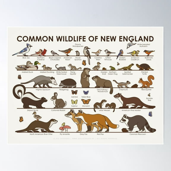 Common Wildlife Of New England Poster Wall Art, Modern Wall Decor For Living Room Bedroom, 8x12 UNFRAMED