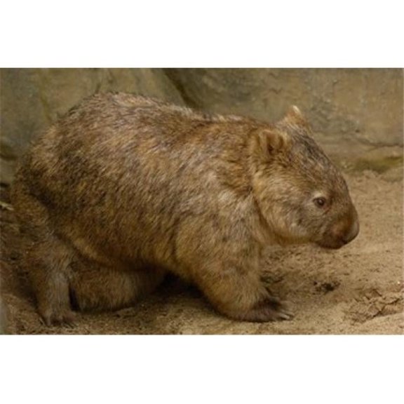 Common Wombat Baby in Pouch Captive Australia Poster Print by Pete Oxford - 29 x 19 in.