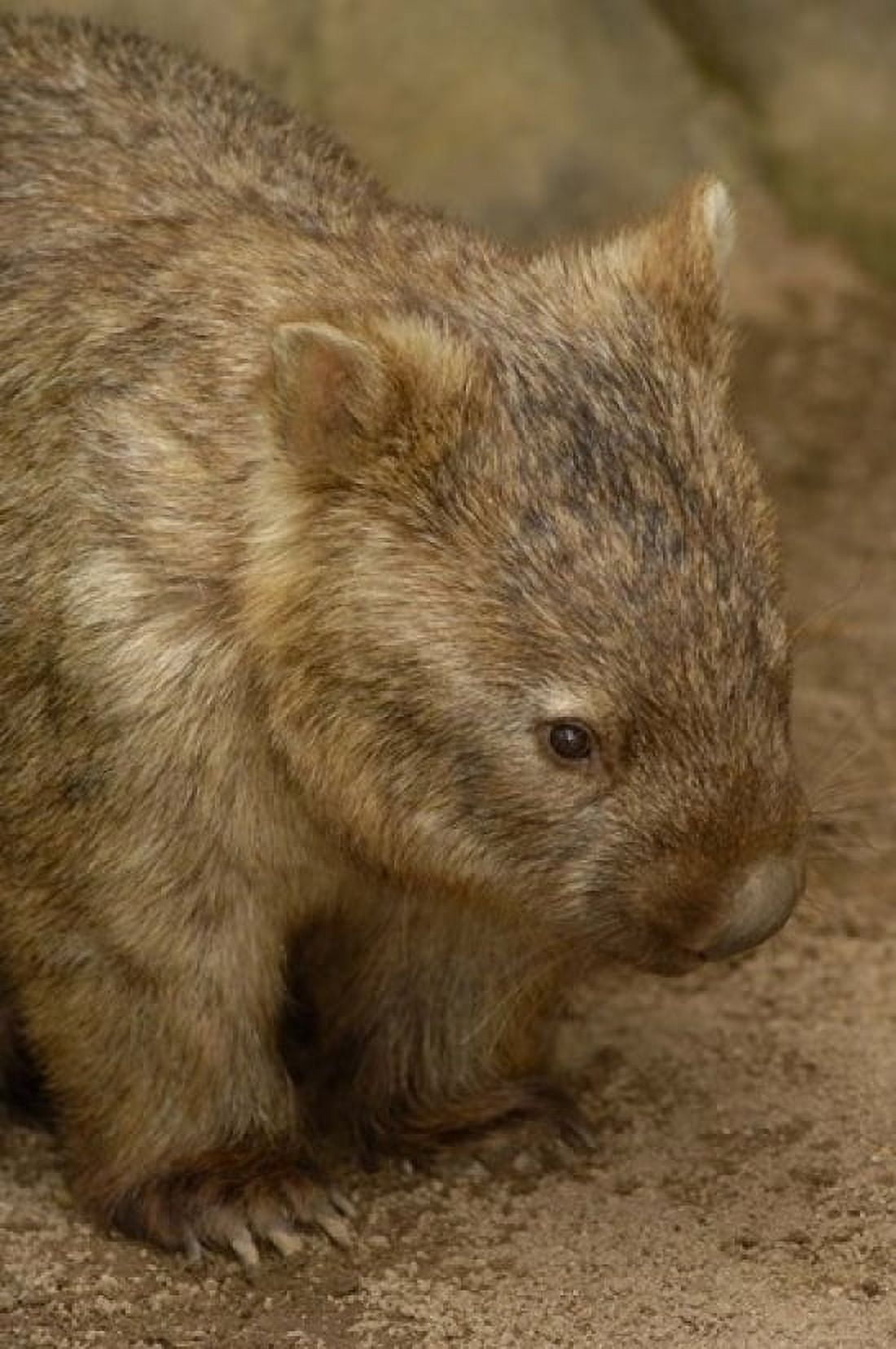 Common Wombat Marsupial Australia Canvas Art - Pete Oxford DanitaDelimont (24 x 36)