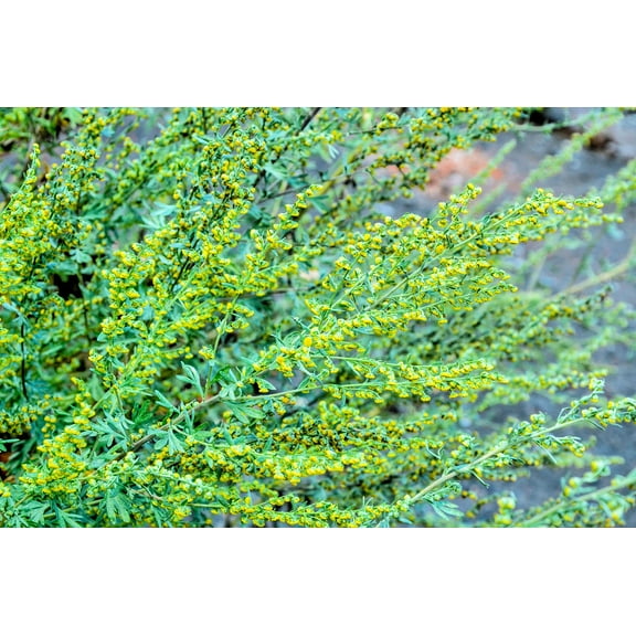 Common Wormwood Seeds for Planting(100 Seed) - Artemisia Absinthium