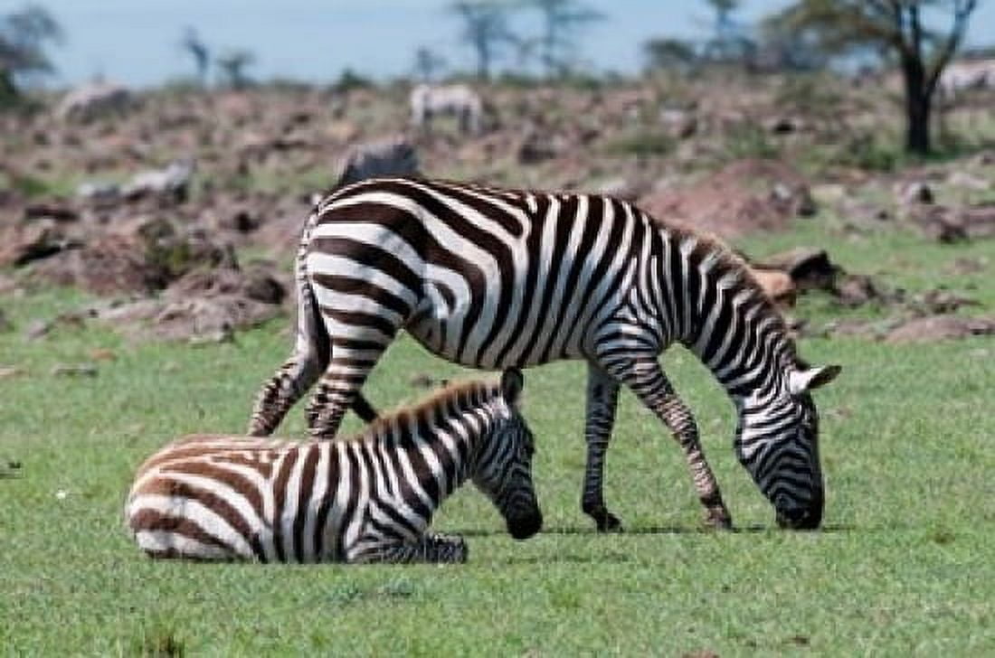 Common Zebra Maasai Mara Kenya Canvas Art - Sergio Pitamitz DanitaDelimont (24 x 15)