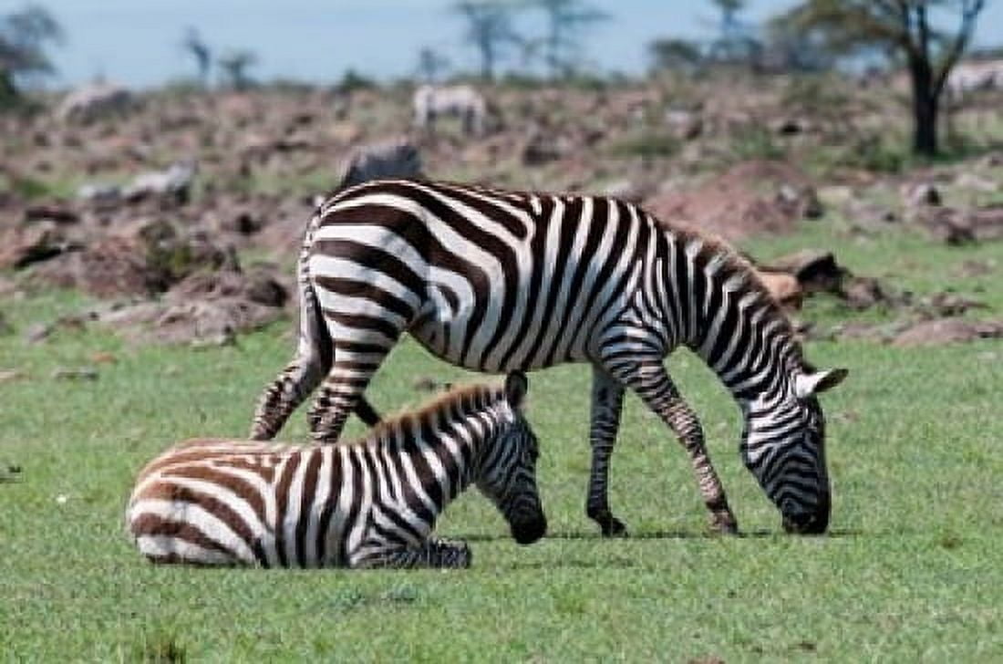 Common Zebra Maasai Mara Kenya Canvas Art - Sergio Pitamitz DanitaDelimont (35 x 23)