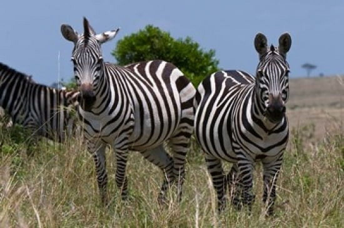 Common Zebra Masai Mara National Reserve Kenya Canvas Art - Sergio Pitamitz DanitaDelimont (24 x 15)
