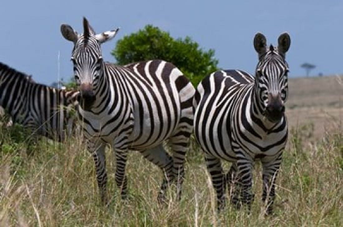 Common Zebra Masai Mara National Reserve Kenya Canvas Art - Sergio Pitamitz DanitaDelimont (35 x 23)
