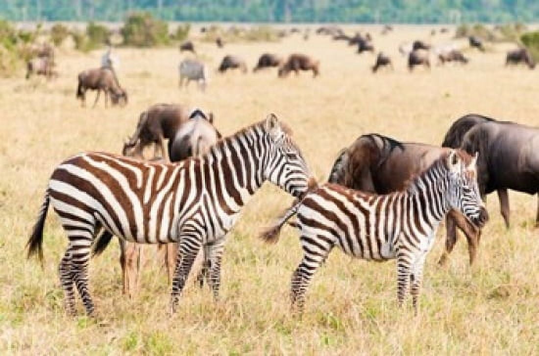 Common Zebra or Burchells Zebra Maasai Mara National Reserve Kenya Canvas Art - Nico Tondini DanitaDelimont (35 x 23)