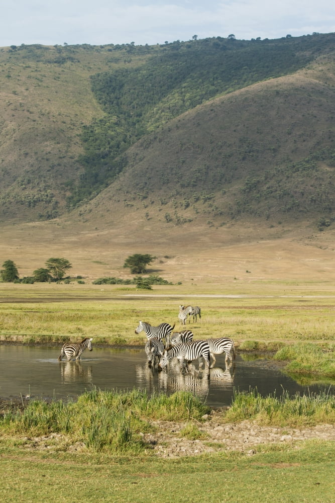 Common Zebras (Equus quagga) drinking in waterhole in Ngorongoro Crater Tanzania Canvas Art - Kenneth Whitten Design Pics (24 x 38)